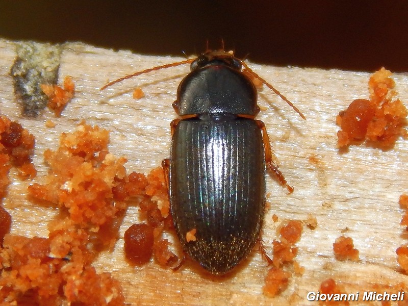 Parophonus hirsutulus in tronco marcescente, Carabidae